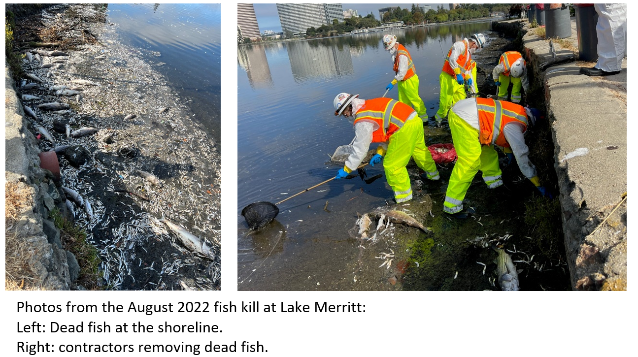 Fish kill and cleanup August, 2022