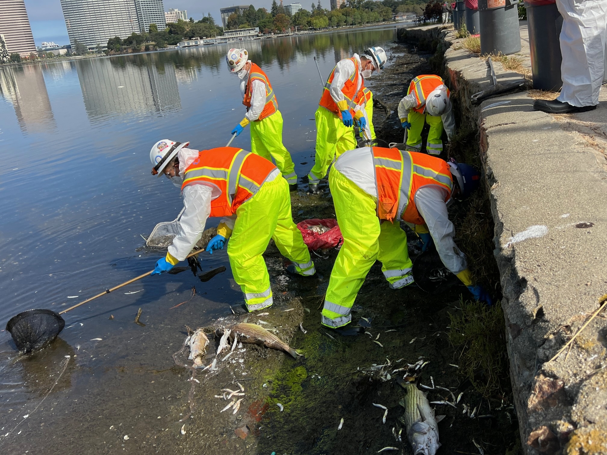 City-contracted crews perform cleanup at Lake Merritt shoreline on 8/31/22