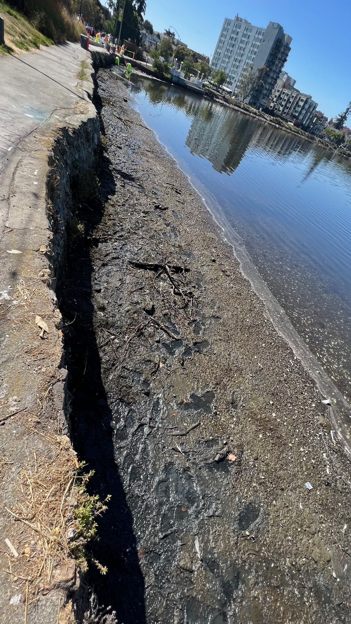 A stretch of the Lake Merritt shoreline AFTER City-contracted cleanup, 8/31/22