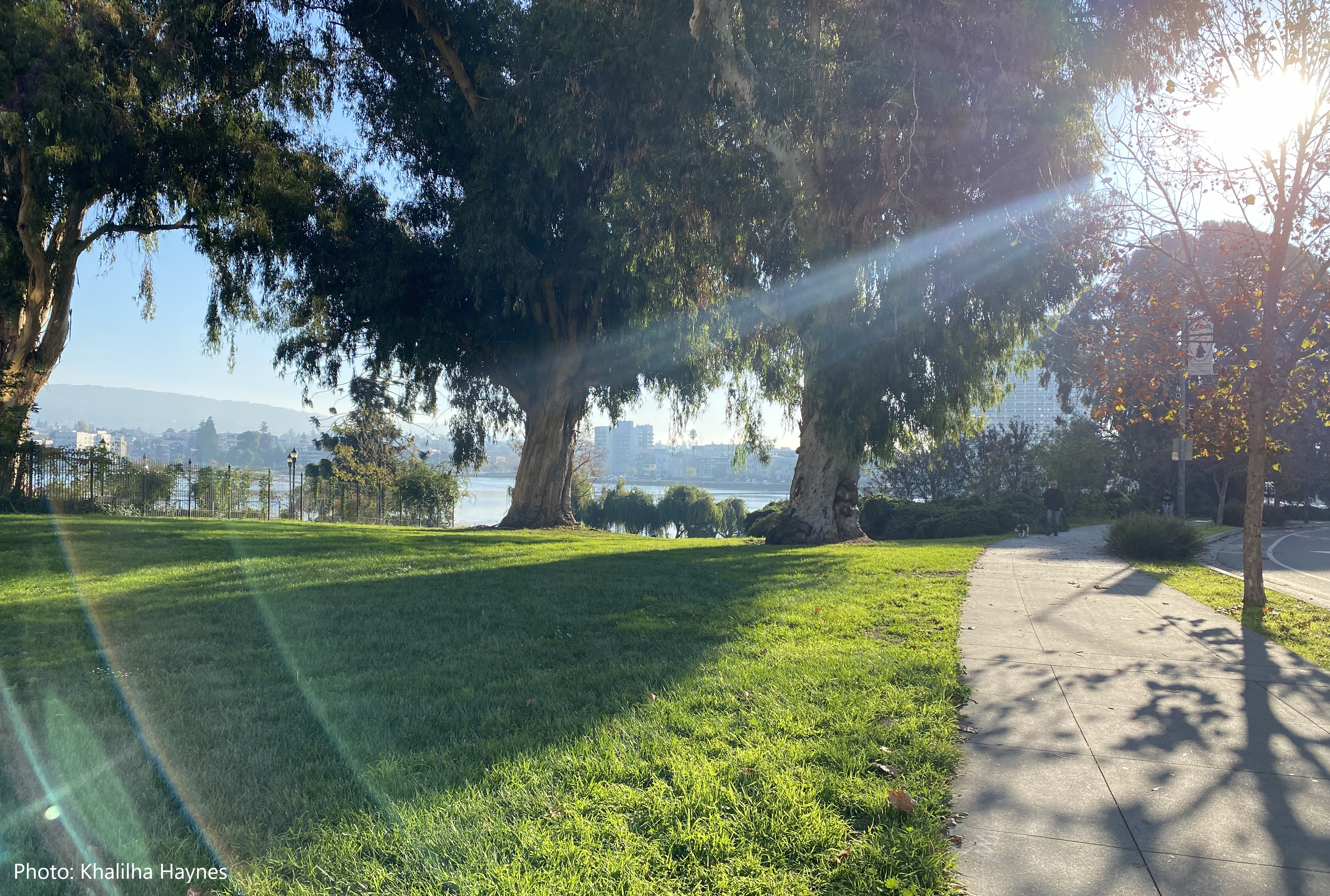 Sun Shining on lawn with trees by Lake Merritt